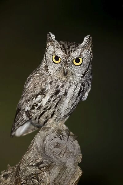 Western Screech Owl - March - Southeast Arizona - USA