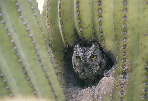 Western Screech Owl - At nest, Arizona - These 'small-eared' owls are found in open woods at forest edges - In Saguaro cactus - They hunt rodents and insects from perches - All species have similar plumage and are best identified by voice