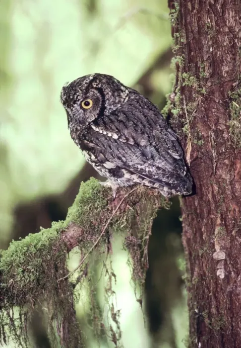 Framed Print : Western Screech Owl Olympic National Park, Washington state, USA Framed Print : Western Screech Owl Olympic National Park, Washington state, USA