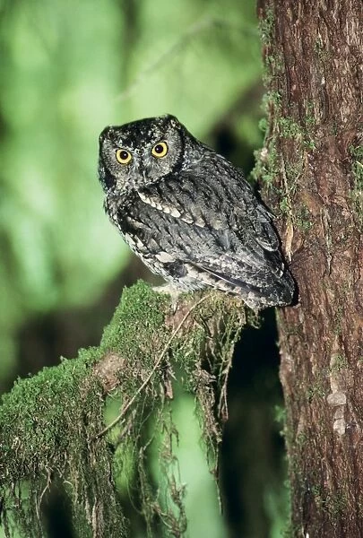 Western Screech Owl Olympic National Park, Washington state, USA