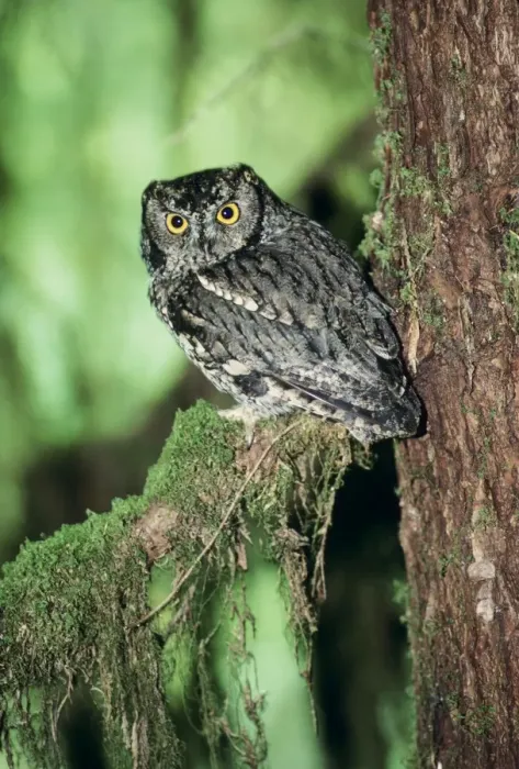 Framed Print : Western Screech Owl Olympic National Park, Washington state, USA Framed Print : Western Screech Owl Olympic National Park, Washington state, USA