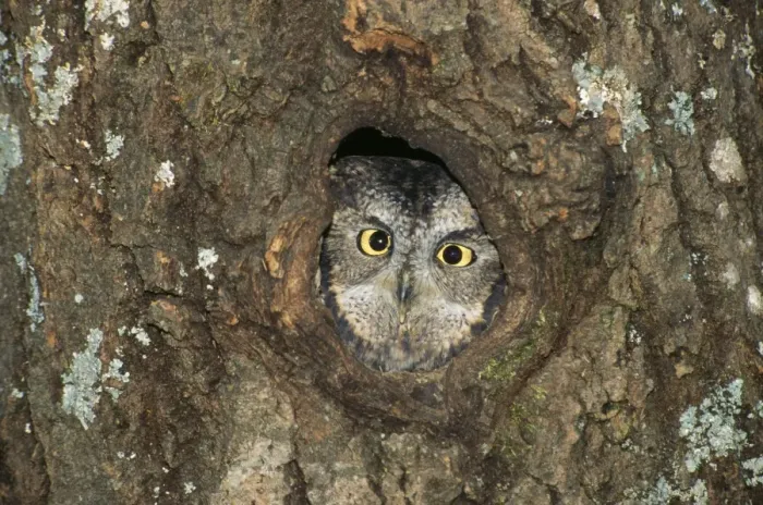 Framed Print : Western Screech Owl - peering from hole in nest. Western USA. Dist. Alaska to Mexico Framed Print : Western Screech Owl - peering from hole in nest. Western USA. Dist. Alaska to Mexico