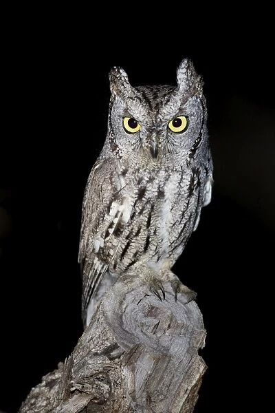 Western Screech Owl - Southeast Arizona - USA in March