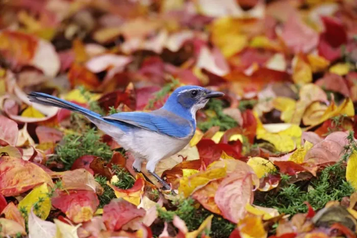 Framed Print : Western Scrub-Jay - among autumn leaves. Pacific Northwest, USA. B5645 Framed Print : Western Scrub-Jay - among autumn leaves. Pacific Northwest, USA. B5645