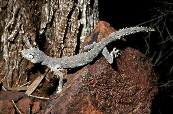 Western Shield  /  Wellingtons spiny-tailed gecko