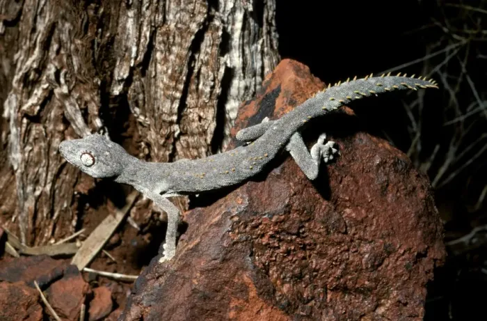 Framed Print : Western Shield / Wellingtons spiny-tailed gecko Framed Print : Western Shield / Wellingtons spiny-tailed gecko