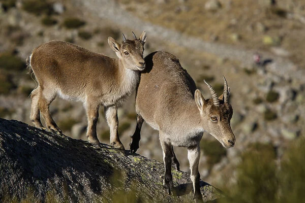Western Spanish ibex female and juvenile on rocks Sierra de #15295938
