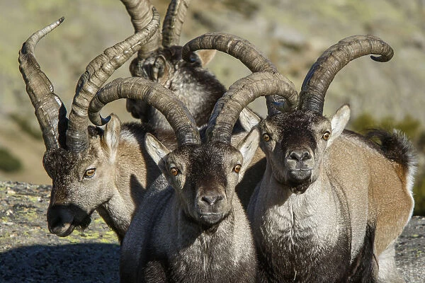 Western Spanish ibex - group of males - Sierra de