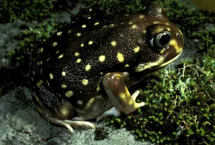 Framed Print : Western spotted / White-spotted burrowing frog Framed Print : Western spotted / White-spotted burrowing frog
