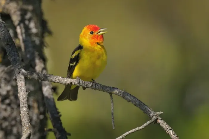 Framed Print : Western Tanager - male perched on Pine Tree singing - Western U. S. - Summer _D3D1398 Framed Print : Western Tanager - male perched on Pine Tree singing - Western U. S. - Summer _D3D1398