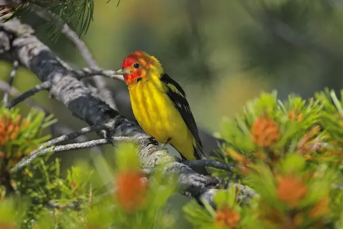 Framed Print : Western Tanager - male perched on Pine Tree - Western U. S. - Summer _D3D1408 Framed Print : Western Tanager - male perched on Pine Tree - Western U. S. - Summer _D3D1408