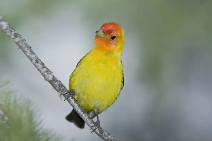 Framed Print : Western Tanager male, Piranga ludoviciana. Washington in July Framed Print : Western Tanager male, Piranga ludoviciana. Washington in July