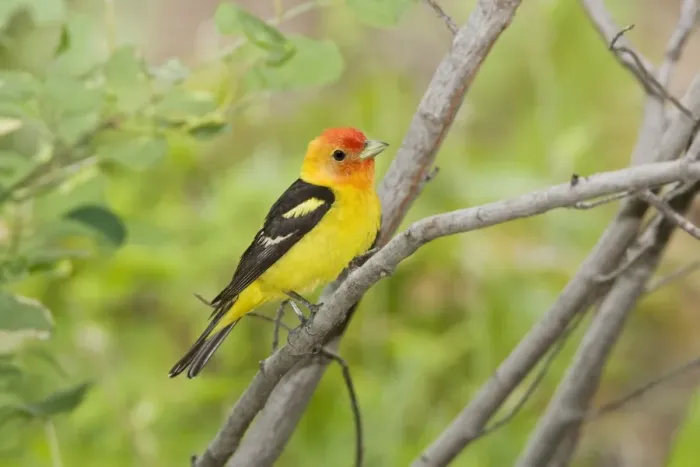 Framed Print : Western Tanager male, Piranga ludoviciana. Washington in July Framed Print : Western Tanager male, Piranga ludoviciana. Washington in July