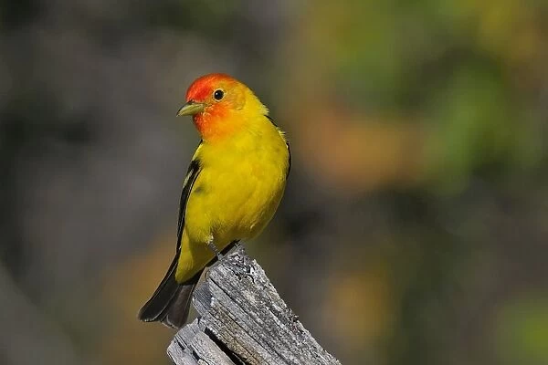 Western Tanager - male - Western U. S. - Summer _D3D1196