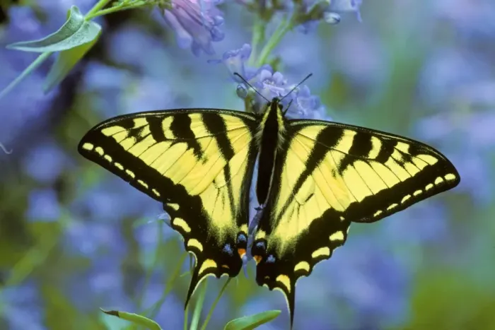 Framed Print : Western Tiger Swallowtail Butterfly Px223 Framed Print : Western Tiger Swallowtail Butterfly Px223