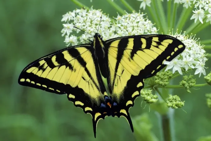 Framed Print : Western Tiger Swallowtail Butterfly on Queen Annes lace flower. Pacific Northwest, USA PX-197 Framed Print : Western Tiger Swallowtail Butterfly on Queen Annes lace flower. Pacific Northwest, USA PX-197