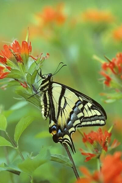 Western Tiger Swallowtail - on Indian Paintbrush. Western USA. Px124