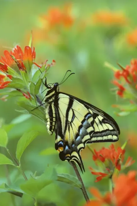 Framed Print : Western Tiger Swallowtail - on Indian Paintbrush. Western USA. Px124 Framed Print : Western Tiger Swallowtail - on Indian Paintbrush. Western USA. Px124