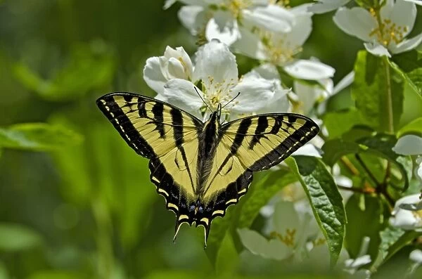 Western Tiger Swallowtail - nectaring on mock-orange - Pacific Northwest _E7A0149