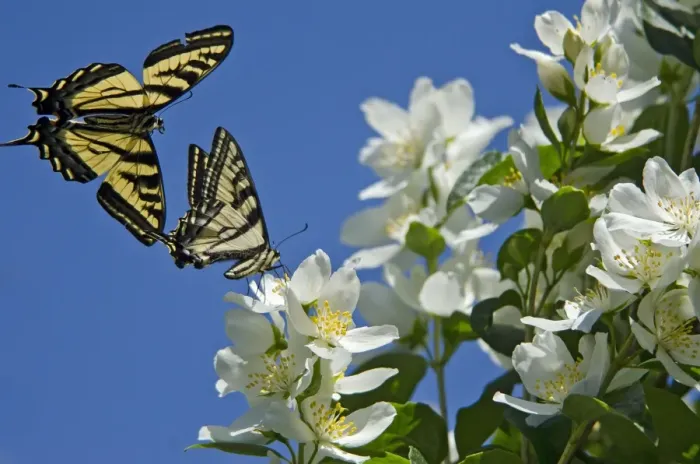 Framed Print : Western Tiger Swallowtail -nectaring on Mock-orange - Male swallowtail (in flight) is checking for pheromones from nectaring swallowtail - Pacific Northwest _E7A0338 Framed Print : Western Tiger Swallowtail -nectaring on Mock-orange - Male swallowtail (in flight) is checking for pheromones from nectaring swallowtail - Pacific Northwest _E7A0338