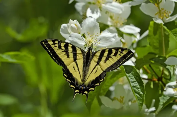 Framed Print : Western Tiger Swallowtail - nectaring on mock-orange - Pacific Northwest _E7A0149 Framed Print : Western Tiger Swallowtail - nectaring on mock-orange - Pacific Northwest _E7A0149