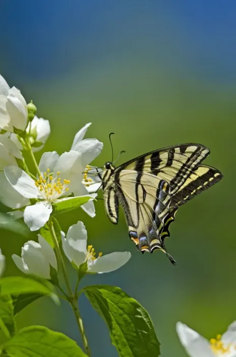 Framed Print : Western Tiger Swallowtail - Pacific Northwest _E7A0667 Framed Print : Western Tiger Swallowtail - Pacific Northwest _E7A0667
