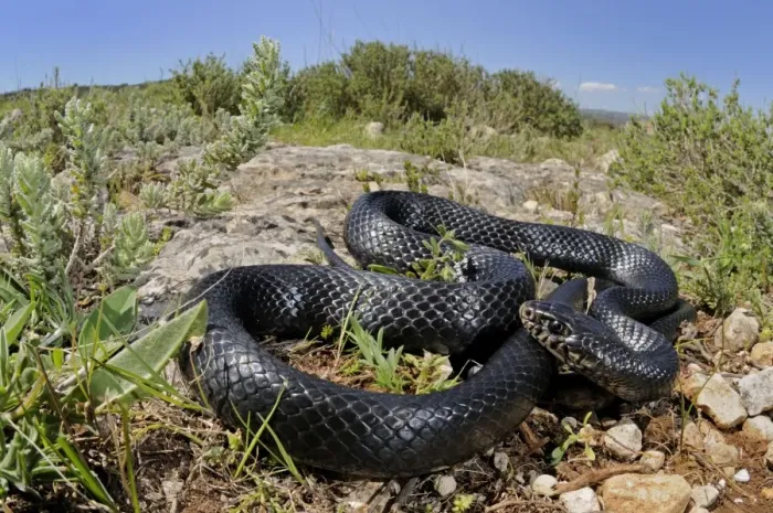 Framed Print : Western Whip Snake - in habitat - Sicily Framed Print : Western Whip Snake - in habitat - Sicily