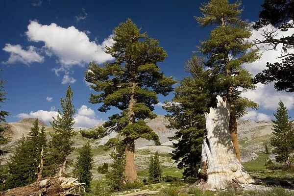 Western White Pine - Sierra Nevada, California