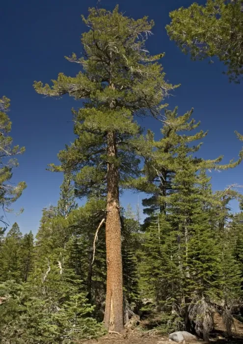 Framed Print : Western white pine tree - at c. 9500 ft. in the Sierra Nevada Framed Print : Western white pine tree - at c. 9500 ft. in the Sierra Nevada