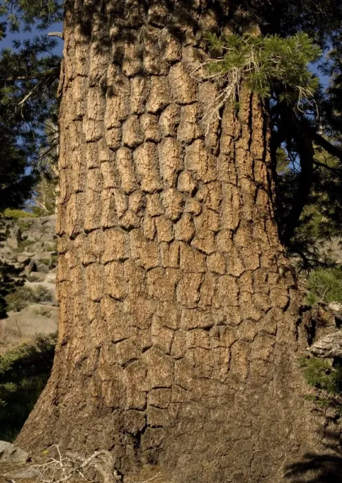 Framed Print : Western White Pine Tree - close-up at c. 9500 ft. in the Sierra Nevada Framed Print : Western White Pine Tree - close-up at c. 9500 ft. in the Sierra Nevada