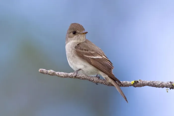 Framed Print : Western Wood-Pewee, Contopus sordidulus. Washington in July