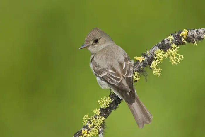 Framed Print : Western Wood-Pewee, Contopus sordidulus. Washington in July