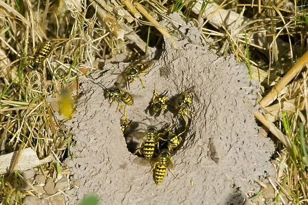 Western Yellowjacket - At nest. Pacific Northwest, USA. Sept. _PTL1498