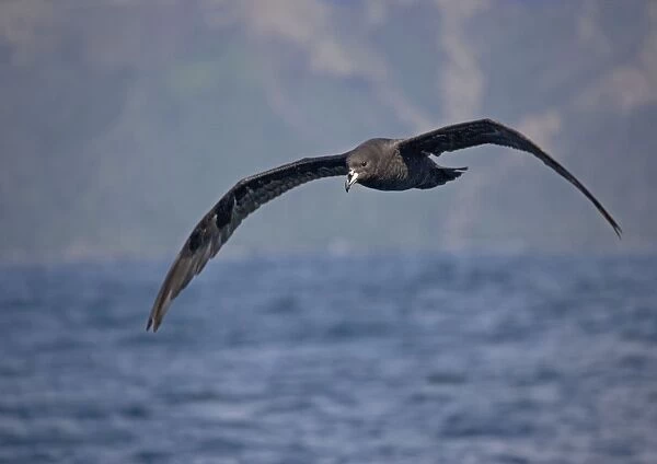 Westland petrel, off the coast of South Island, New Zealand. Uncommon NZ endemic