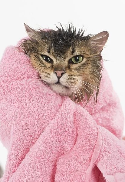 Wet and grumpy Tiffanie cat wrapped in a towel after a bath