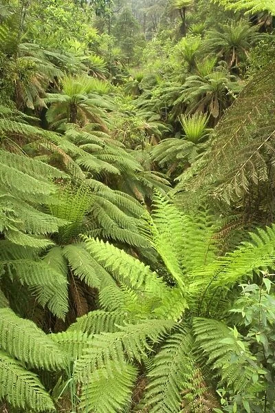 Wet Sclerophyll Forest - very dense cover of tree ferns and ground ferns as understory in a magnificent wet sclerophyll forest - Yarra Ranges National Park, Victoria, Australia