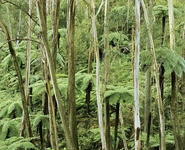 Wet sclerophyll forest with eucalypts and tree ferns eastern slopes of Great Dividing Range, New South Wales, Australia JPF03112