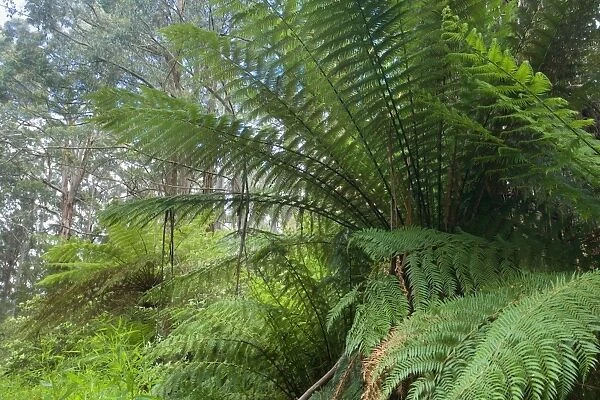 Wet Sclerophyll Forest - magnificent forest consisting of mainly Mountain Ash trees and impressive tree ferns and ground ferns as understory - Otways, Victoria, Australia