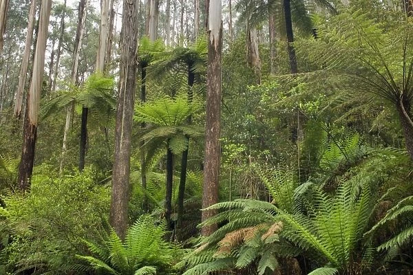 Wet Sclerophyll Forest - magnificent forest consisting of mainly Mountain Ash trees and impressive tree ferns and ground ferns as understory - Yarra Ranges National Park, Victoria, Australia