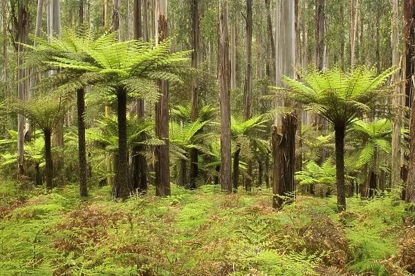 Wet Sclerophyll Forest - magnificent forest consisting of mainly Mountain Ash trees and impressive tree ferns as understory - Yarra Ranges National Park, Victoria, Australia