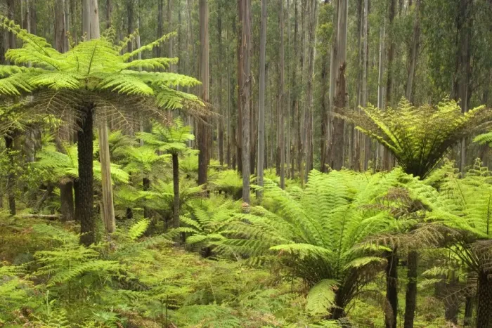 Framed Print : Wet Sclerophyll Forest - magnificent forest consisting of mainly Mountain Ash trees and impressive tree ferns as understory - Yarra Ranges National Park, Victoria, Australia