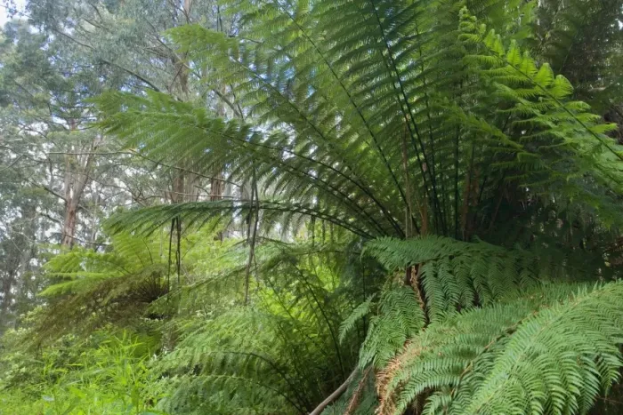 Framed Print : Wet Sclerophyll Forest - magnificent forest consisting of mainly Mountain Ash trees and impressive tree ferns and ground ferns as understory - Otways, Victoria, Australia Framed Print : Wet Sclerophyll Forest - magnificent forest consisting of mainly Mountain Ash trees and impressive tree ferns and ground ferns as understory - Otways, Victoria, Australia