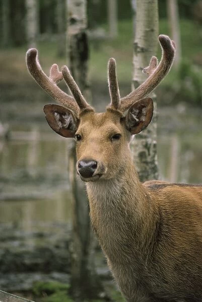 Wetland Barasingha - stag with velvet on antlers