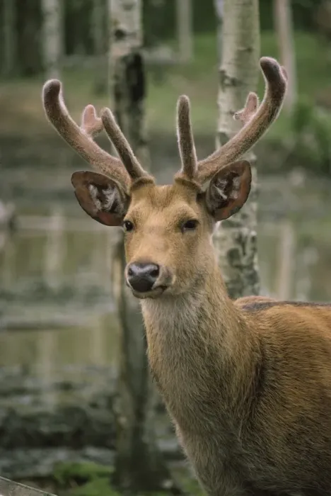 Framed Print : Wetland Barasingha - stag with velvet on antlers Framed Print : Wetland Barasingha - stag with velvet on antlers
