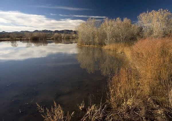 Wetland - in midwinter. Bosque del Apache National Wildlife Refuge, New Mexico