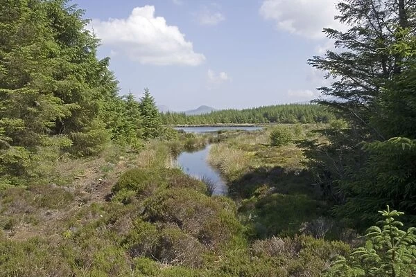 Wetland & pine forest near Torbeg Isle of Arran Scotland UK