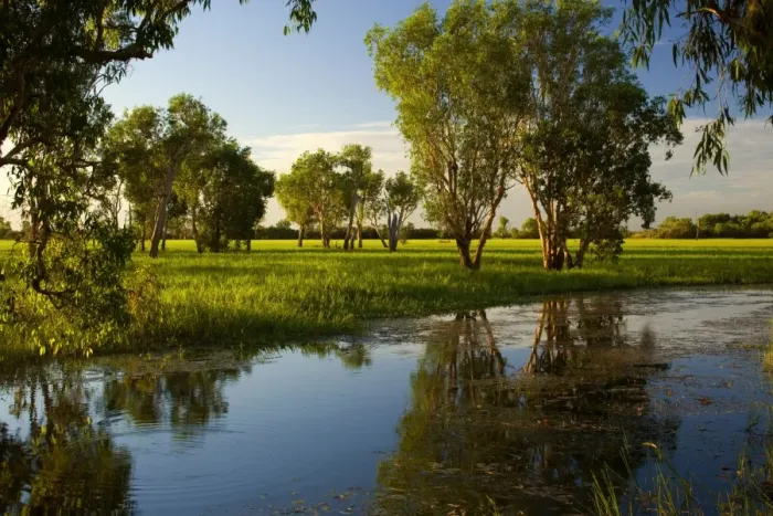 Framed Print : Wetlands - evening mood in a wetland with huge Paperbark trees and swamp grass reflected in a billabong (waterhole) - Northern Territory, Australia Framed Print : Wetlands - evening mood in a wetland with huge Paperbark trees and swamp grass reflected in a billabong (waterhole) - Northern Territory, Australia