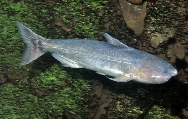 Whale Catfish, tropical freshwaters, South America. This species is a shoaling, aggressive carnivore, biting other fish. It also parasitises catfish gills and river dolphins, entering their various orifices