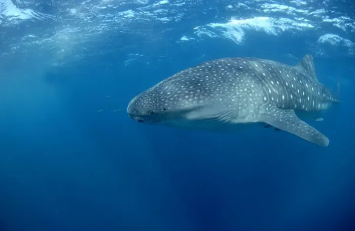 Framed Print : Whale Shark Framed Print : Whale Shark