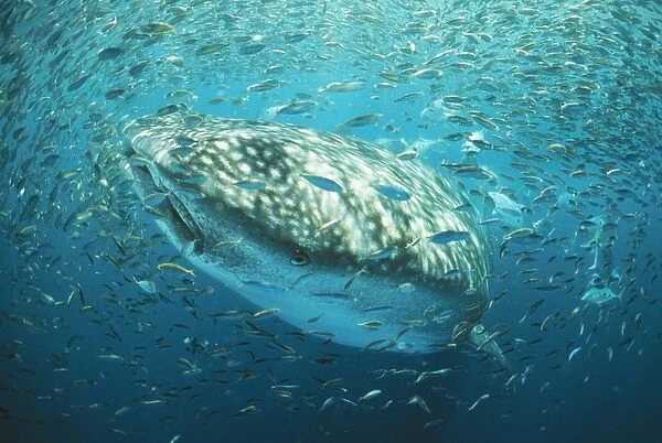 WHALE SHARK in bait ball Our beautiful pictures are available as Framed  Prints, Photos, Wall Art and Photo Gifts